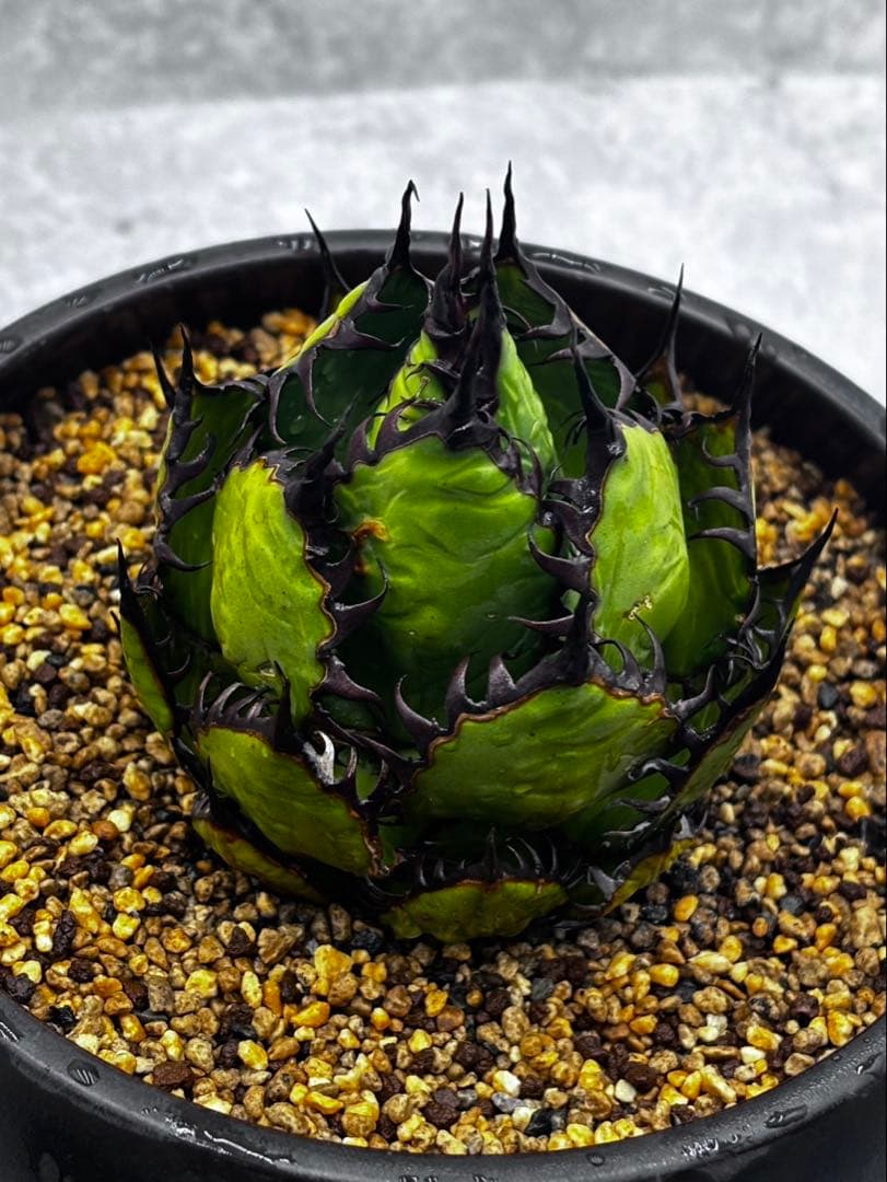 アガベ ホリダ “horrida” 】極上強棘/狂刺/激レア/水アゲ状態 - メルカリ