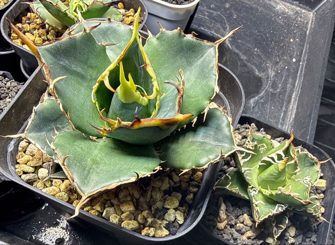 オテロイ実生 アガベ セット 早い者勝ち - メルカリ