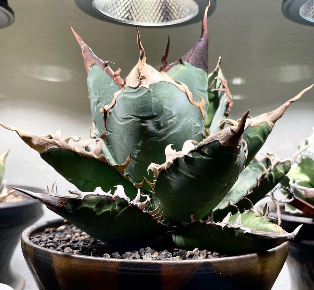 アガベ チタノタ ゴジラ OSP株 成株 親株出品 - メルカリ