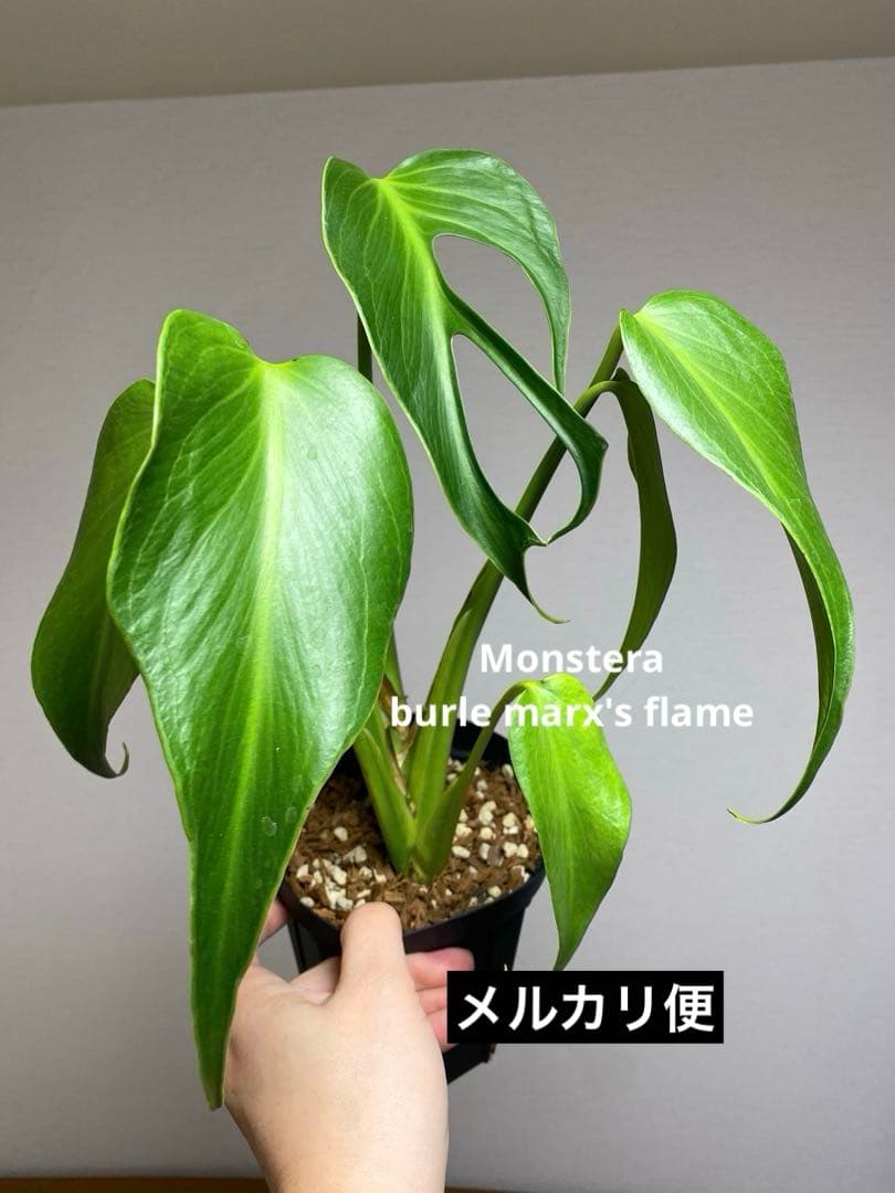 棚整理セール‼️】モンステラ バールマルクス 希少 レア 人気