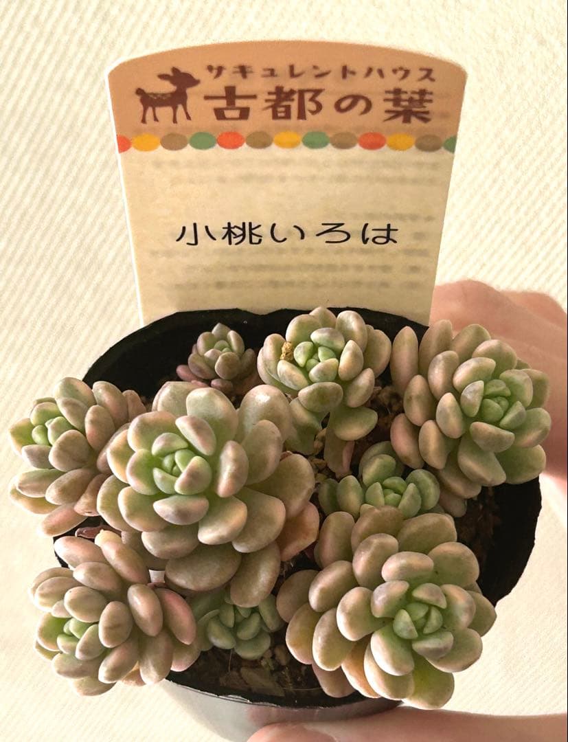 古都の葉さん 小桃いろは メルカリ便 札付き・抜き苗 - メルカリ