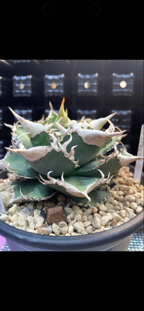 アガベ チタノタ ホオジロザメ 大白鯊 CJスペシャル ⑦ - メルカリ