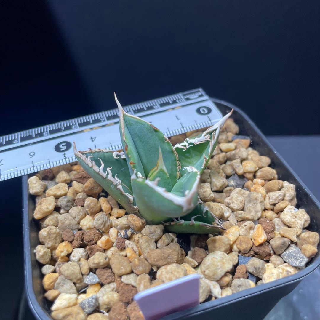 アガベ チタノタ ホオジロザメ 大白鯊 CJスペシャル ⑦ - メルカリ