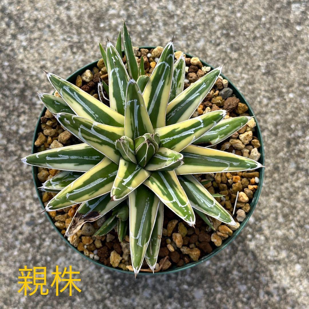 発根済】アガベ 笹の雪 ロッキー白山 新雪山 - メルカリ