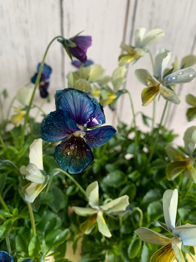 M*I様 パルプンテ 1苗 すみれ図鑑 1苗 shuta's selection - メルカリ