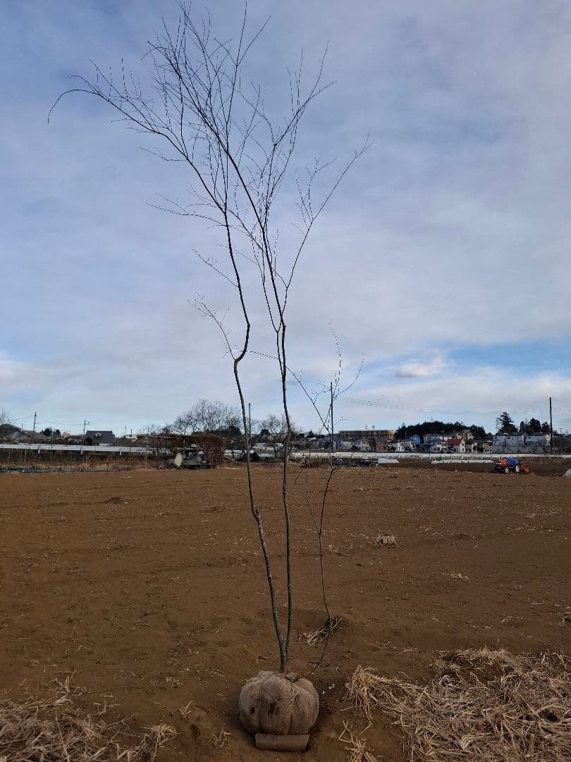 ヤマモミジ 山彩り ――アオダモ アオハダ モミジ 雑木 ―― アオダモやヤマモミジ… 山採り樹木の魅力は、なんといっても樹形の美