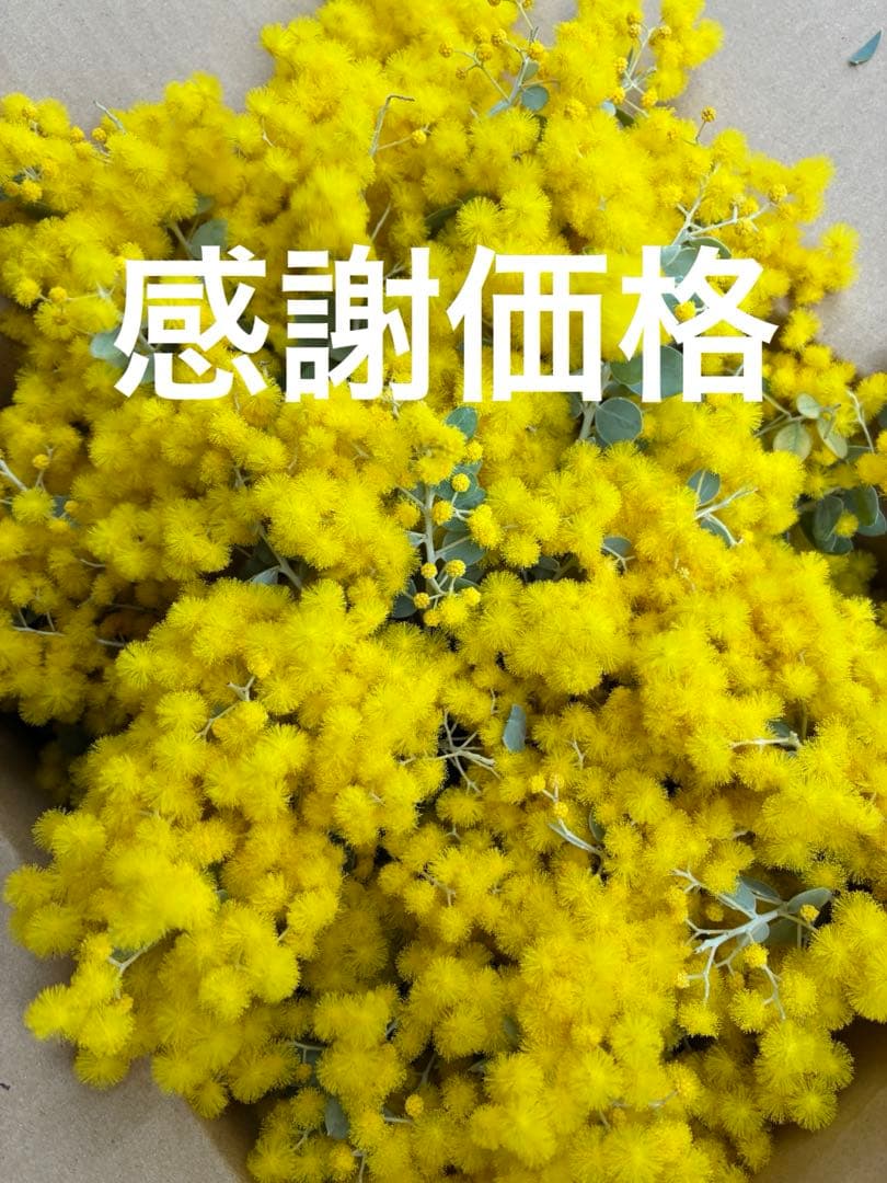 フレッシュ♪パールアカシア - メルカリ