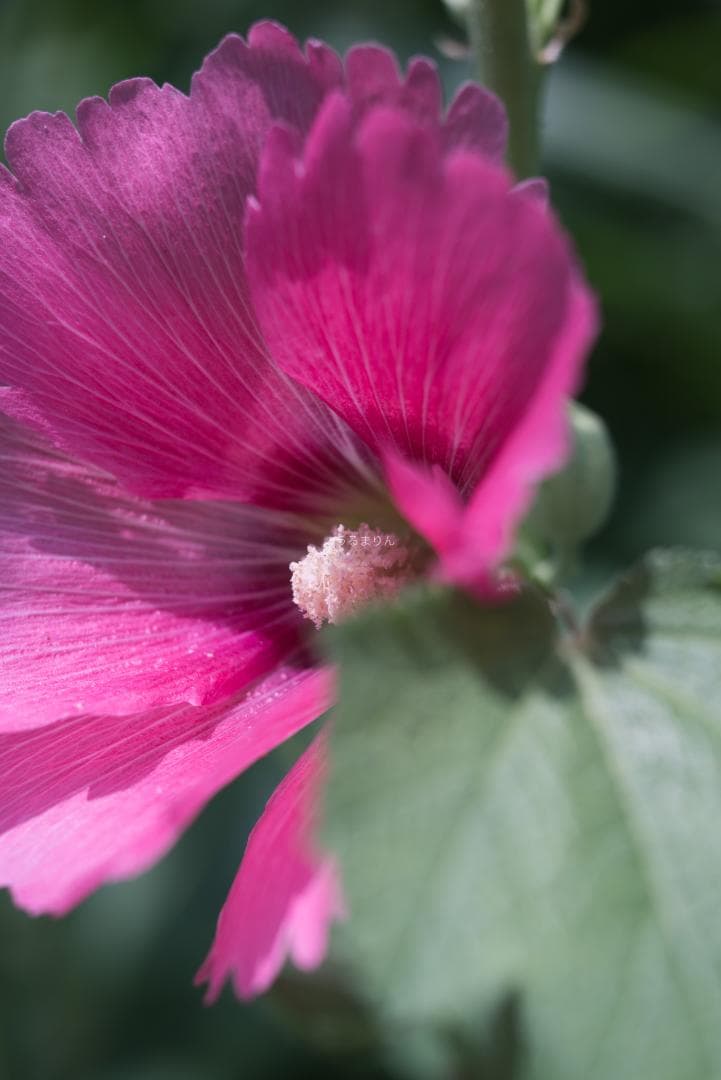 接写大幅UP!！Leica Elmar 65mm F3.5 viso 2nd - メルカリ