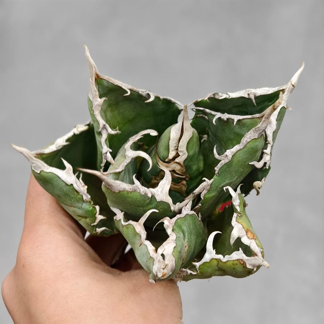 w383アガベ チタノタ 清櫻 