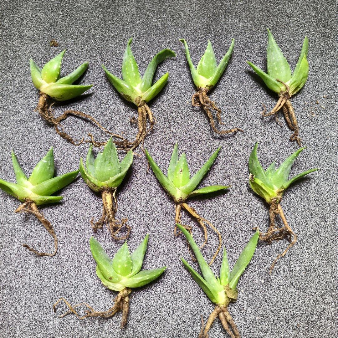 n*o様 アロエ ピランシー 10株セット 国内実生 アガベ サボテン 多肉