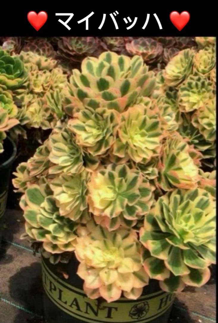 66#観葉植物❤️アエオニウム錦❤️ マイバッハ ❤️ 1大頭9cm拔き苗