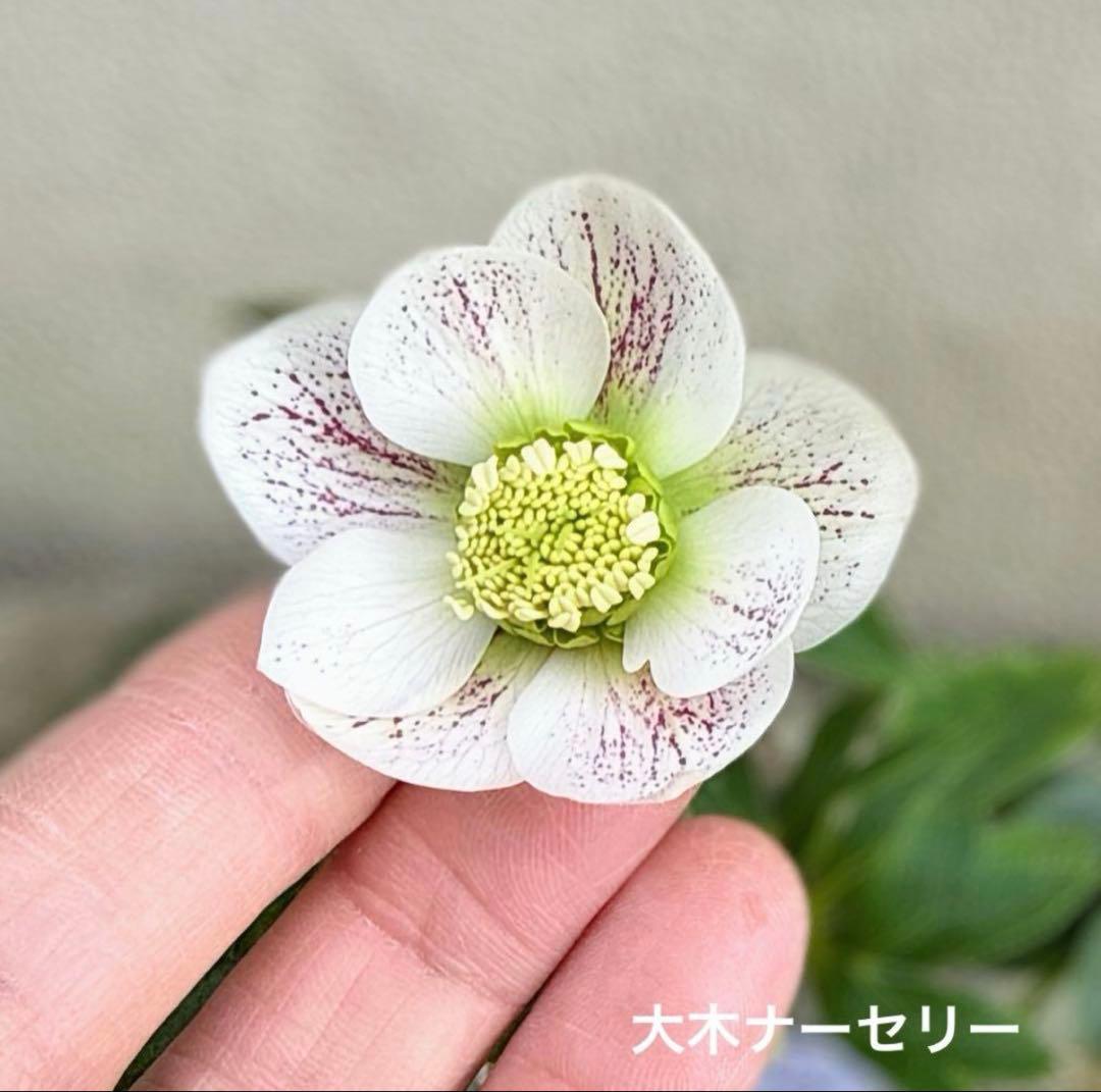 発送お任せ❣️□大木ナーセリー□株分け クリスマスローズ - メルカリ