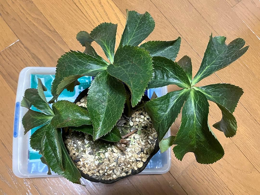 さつき様専用 クリスマスローズ dd キラメキ☆ 来季用 - メルカリ