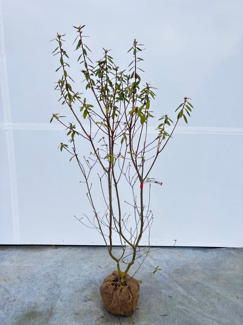 吉野ツツジ ヨシノツツジ 723 樹高1.3m位 吉野躑躅 ツツジ 半常緑低木 吉野ツツジ ヨシノツツジ 723 樹高1.3m位 吉野躑躅 ツツジ 半常緑低木