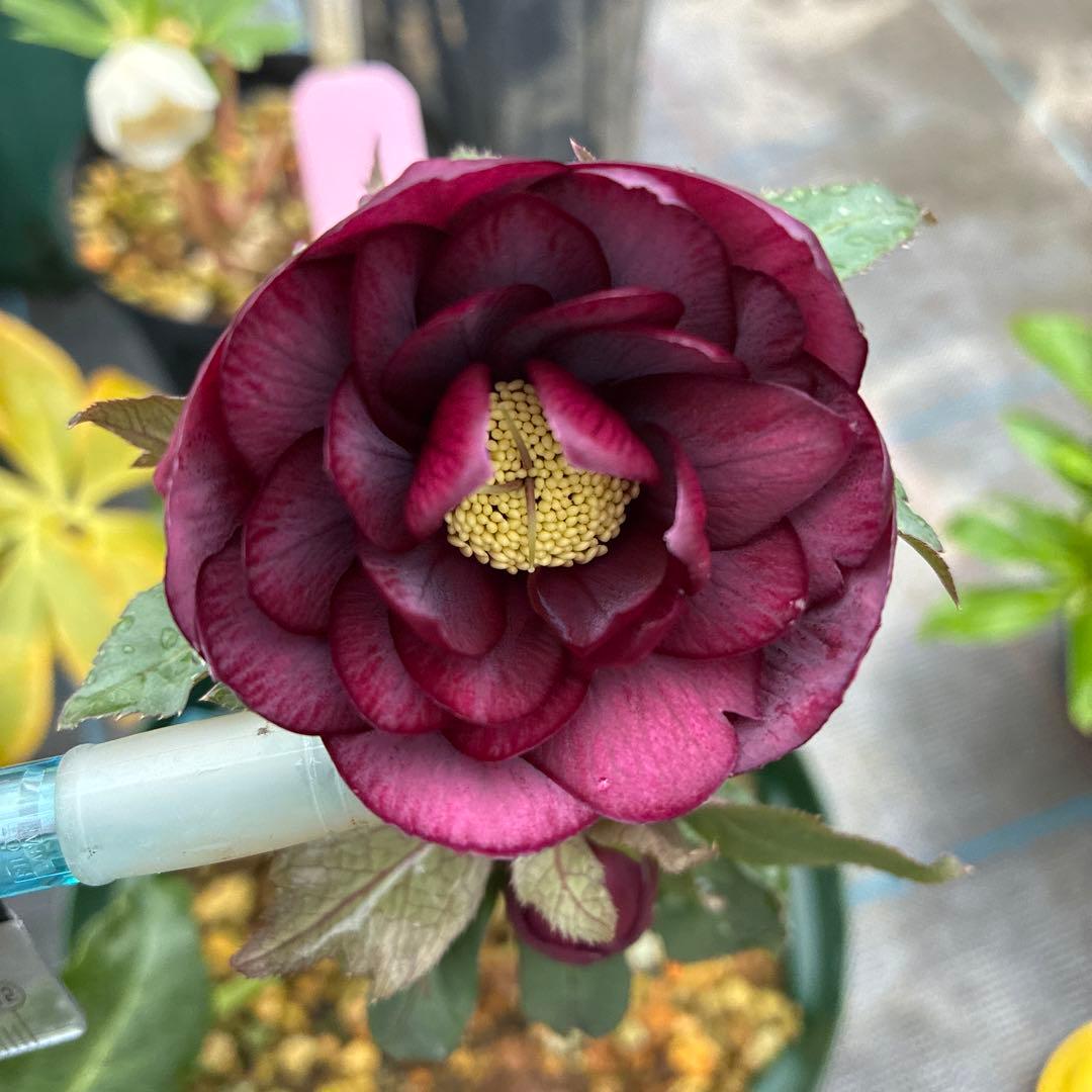 クリスマスローズ　高発色レッド　6寸 園芸ネット本店｜加藤農園さんのクリスマスローズ：26-19ダブル／4.5号