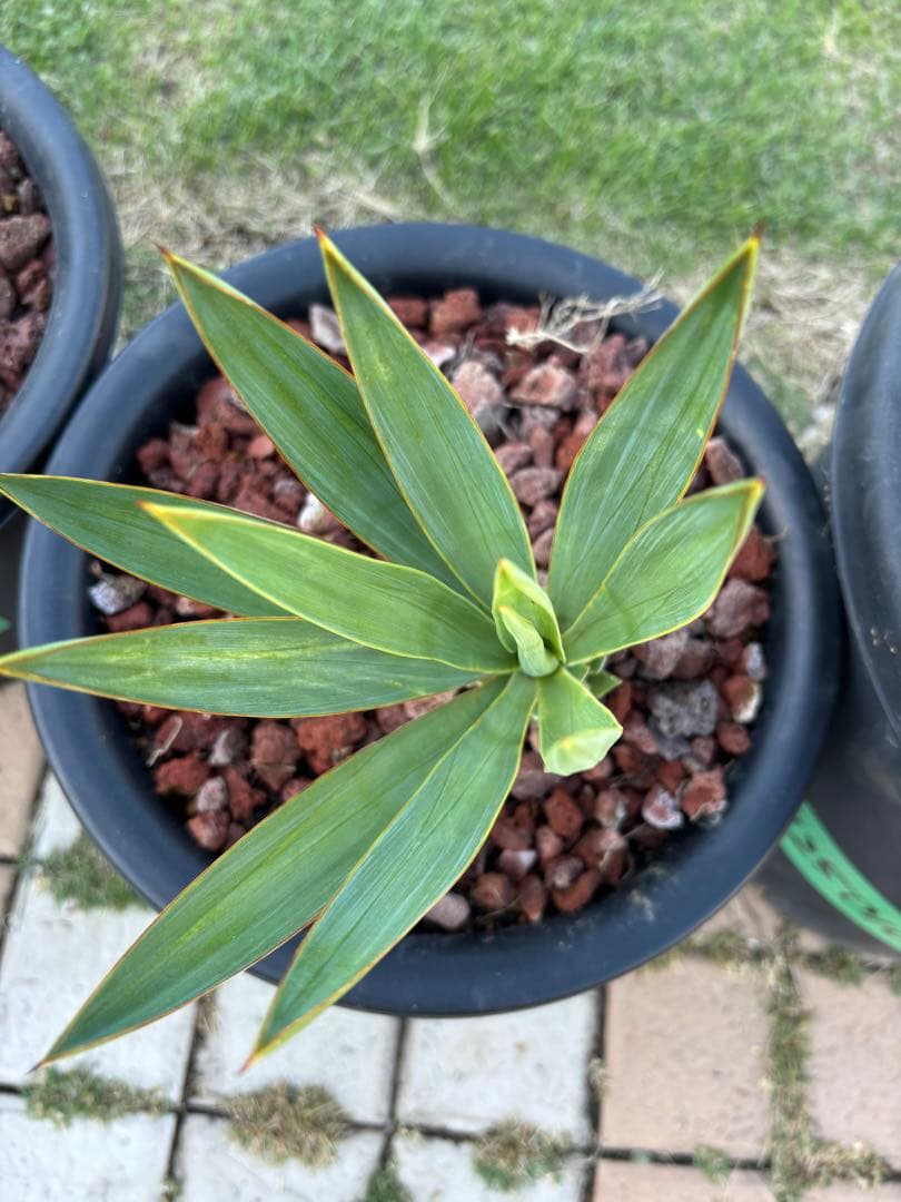 ユッカ グロリオサ キミガヨラン 8号 - メルカリ