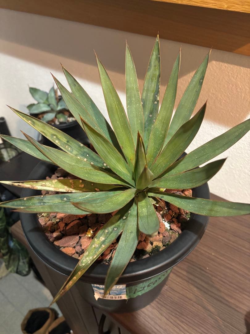 ユッカ グロリオサ キミガヨラン 8号 - メルカリ