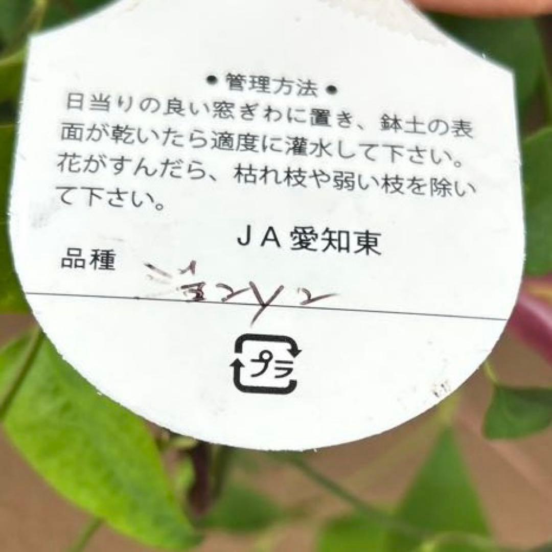 【チューリップ咲き】クレマチス　ジョンソン　5号鉢苗《8/2》