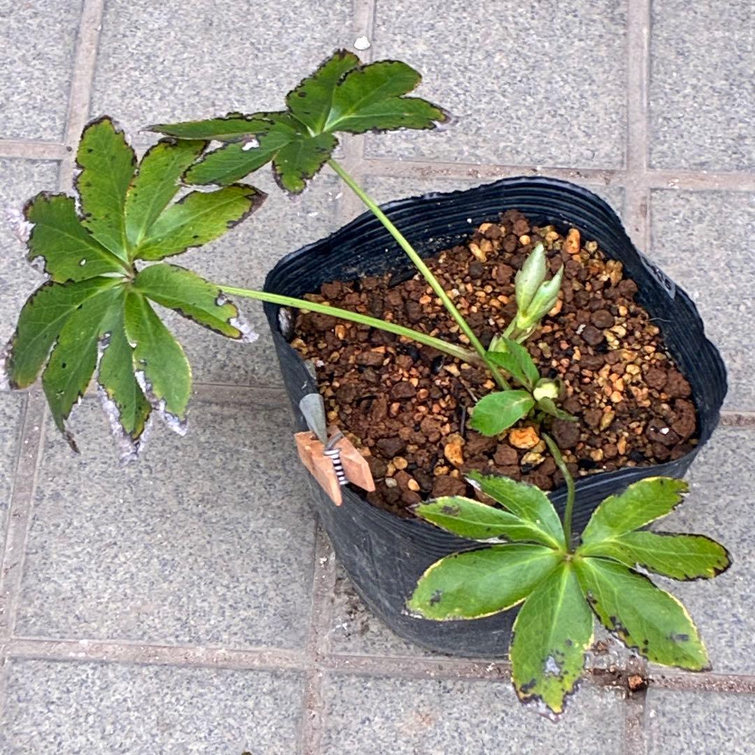 プ*ン様 3405☘️蕾付き☘️⭐️超小輪⭐️コロコロ手毬