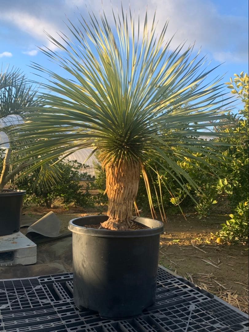 ユッカ　ロストラータ　引取限定 ユッカ ロストラータ 高品質 埼玉 引取限定 | IKEZAWA GARDEN STORE