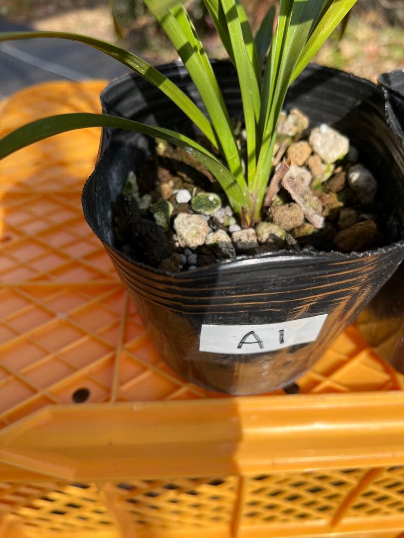 ⭐️キンリョウヘン3ポットAセット 新芽あり。（花芽か不明、花色