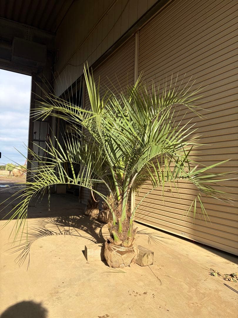 ココスヤシ 根鉢上から130センチ