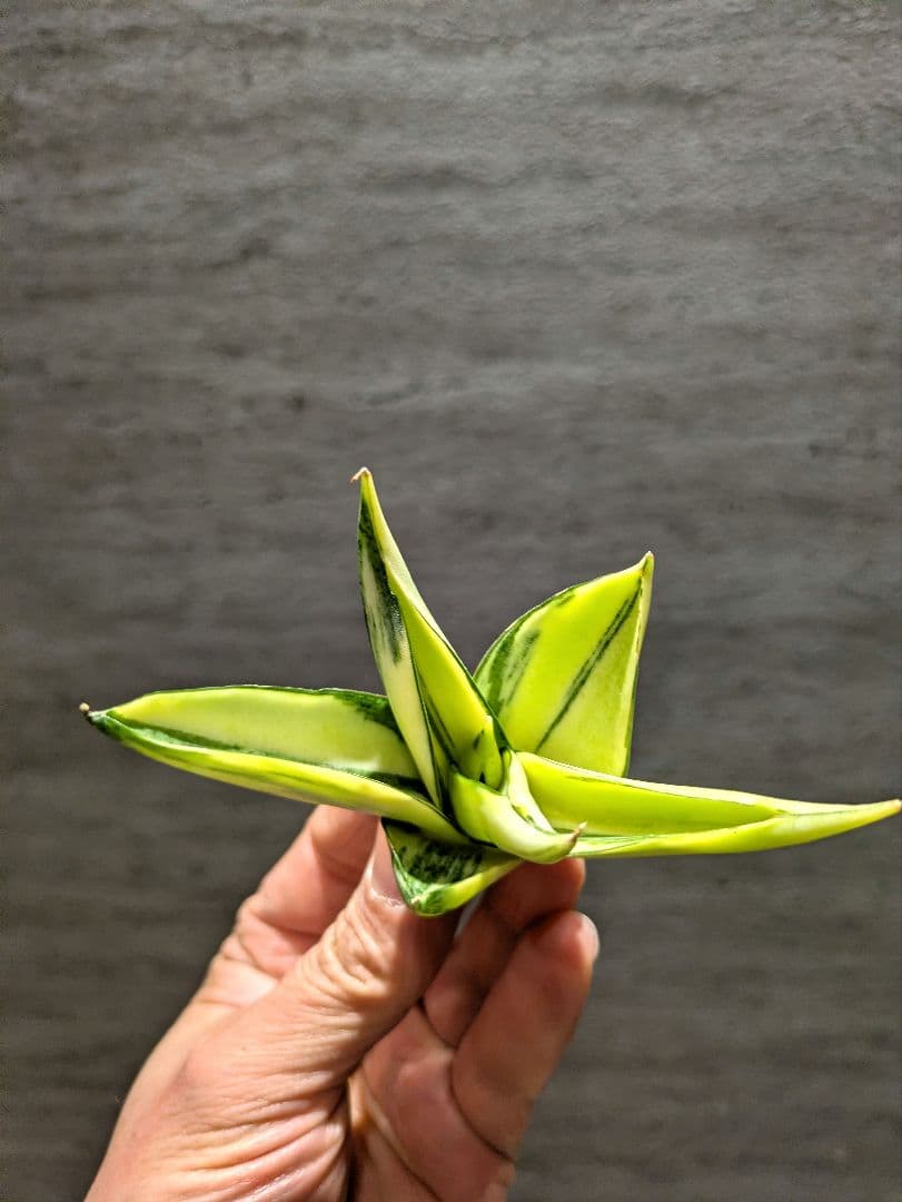 超希少　マンジャ　ハイブリッド　斑入り　サンスベリア　ロリダ　多肉植物 園芸ネット本店｜（わけあり特価）サンセベリア：ロリダ斑入り（S）2.5