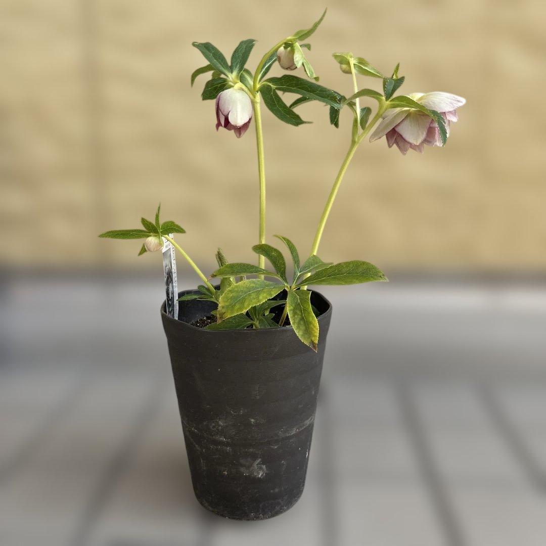 リバーシブルオーレアミスト 広瀬園芸 クリスマスローズ 白抜け 開花株