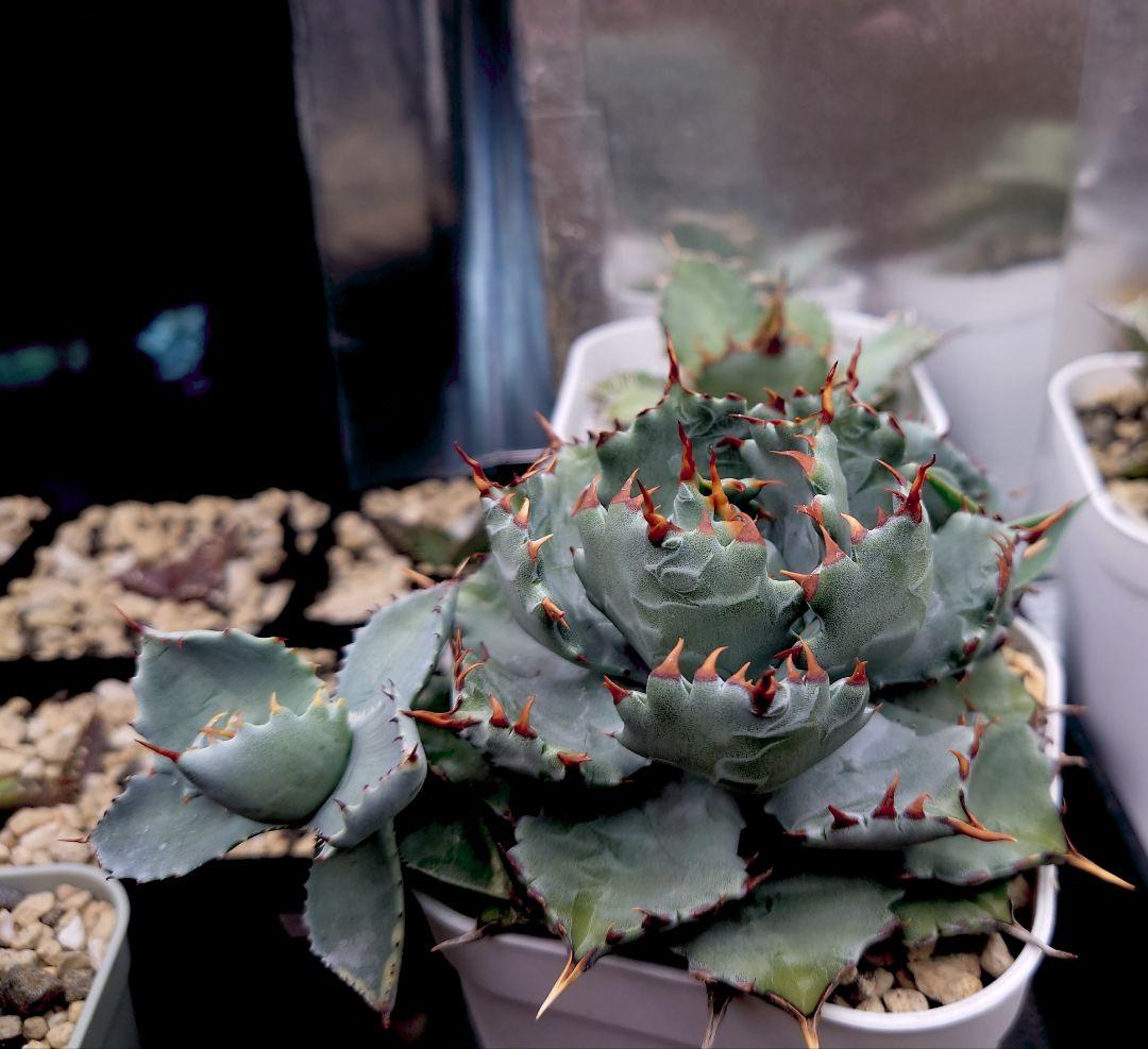 アガベ ハイブリッド 姫蠍蟹 子株 イシスメンシス - メルカリ