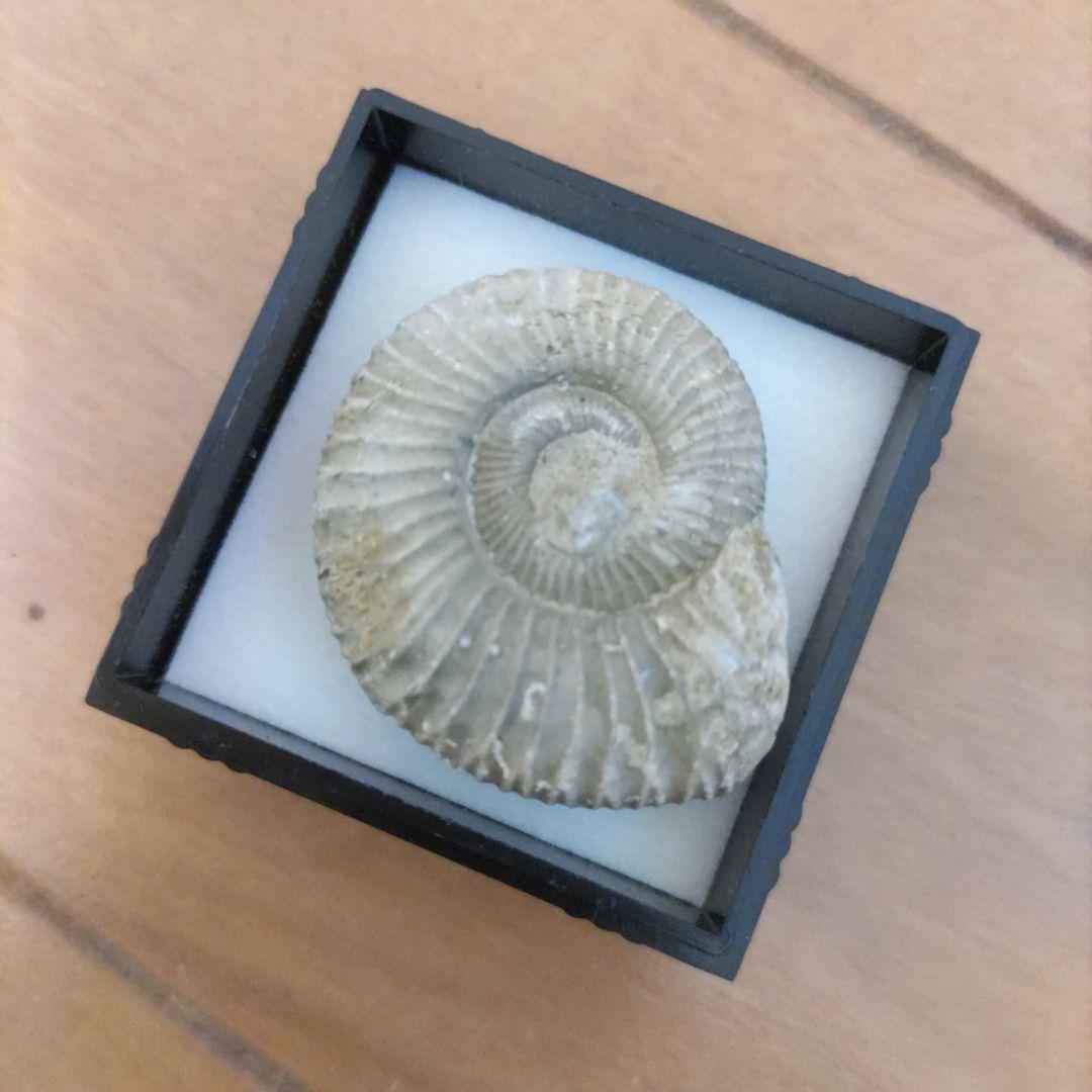 美品 アンモナイト 化石 置物 約3cm - メルカリ