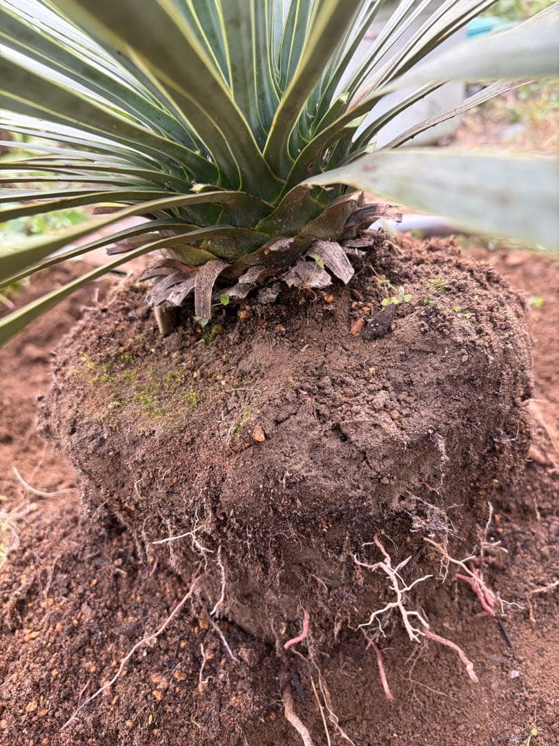 耐寒性ユッカロストラータ青白ハイブリッド◇ドライガーデン多肉