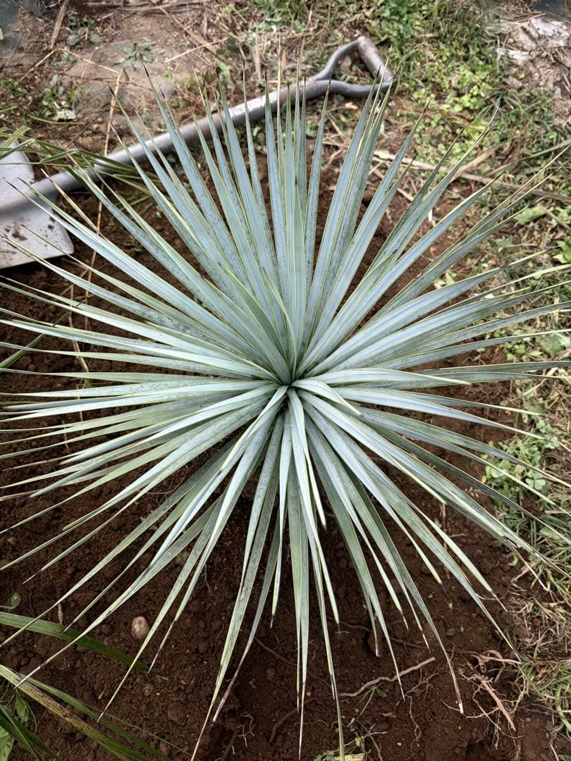 耐寒性ユッカロストラータ青白ハイブリッド◇ドライガーデン多肉