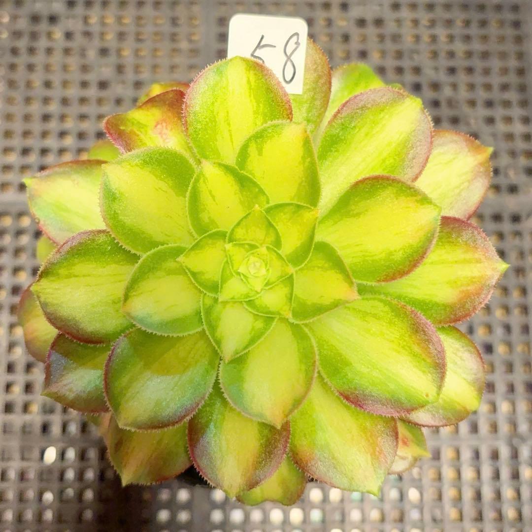 58#観葉植物アエオニウム❤️サラダボール中斑錦❤️大頭11cm 拔き苗