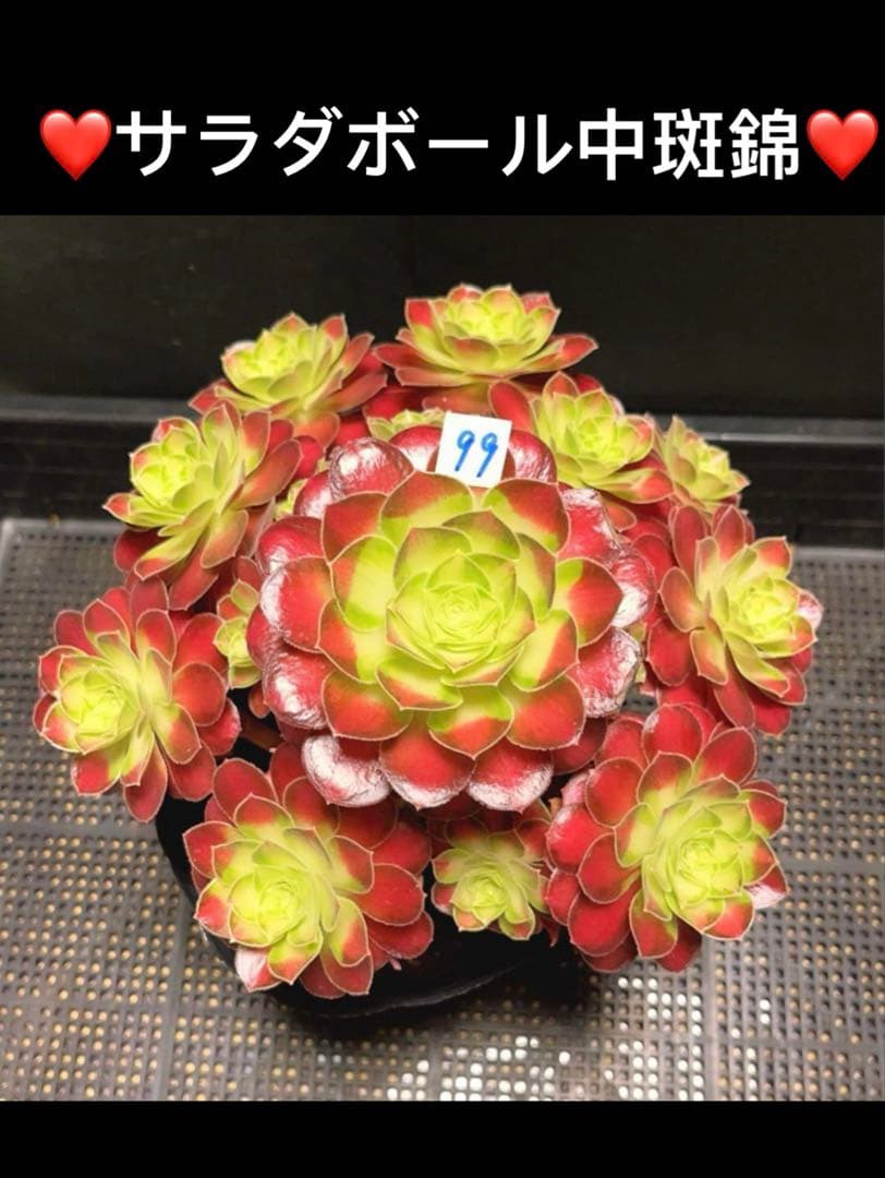 58#観葉植物アエオニウム❤️サラダボール中斑錦❤️大頭11cm 拔き苗