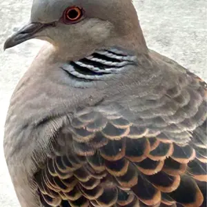 ファイアーエムブレム アンソロジー・4コマ 関連本 18冊セット 一部