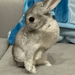 世界に5枚】遊戯王 ナイトメア・スコーピオン 初期ブースター1 PSA10