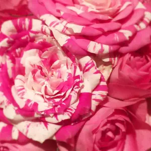 新品未使用 インディバER100 インディバER200キャパバンドピース