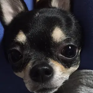 アイレボAi Revo AI美容液 ヒト幹細胞美容液 - メルカリ