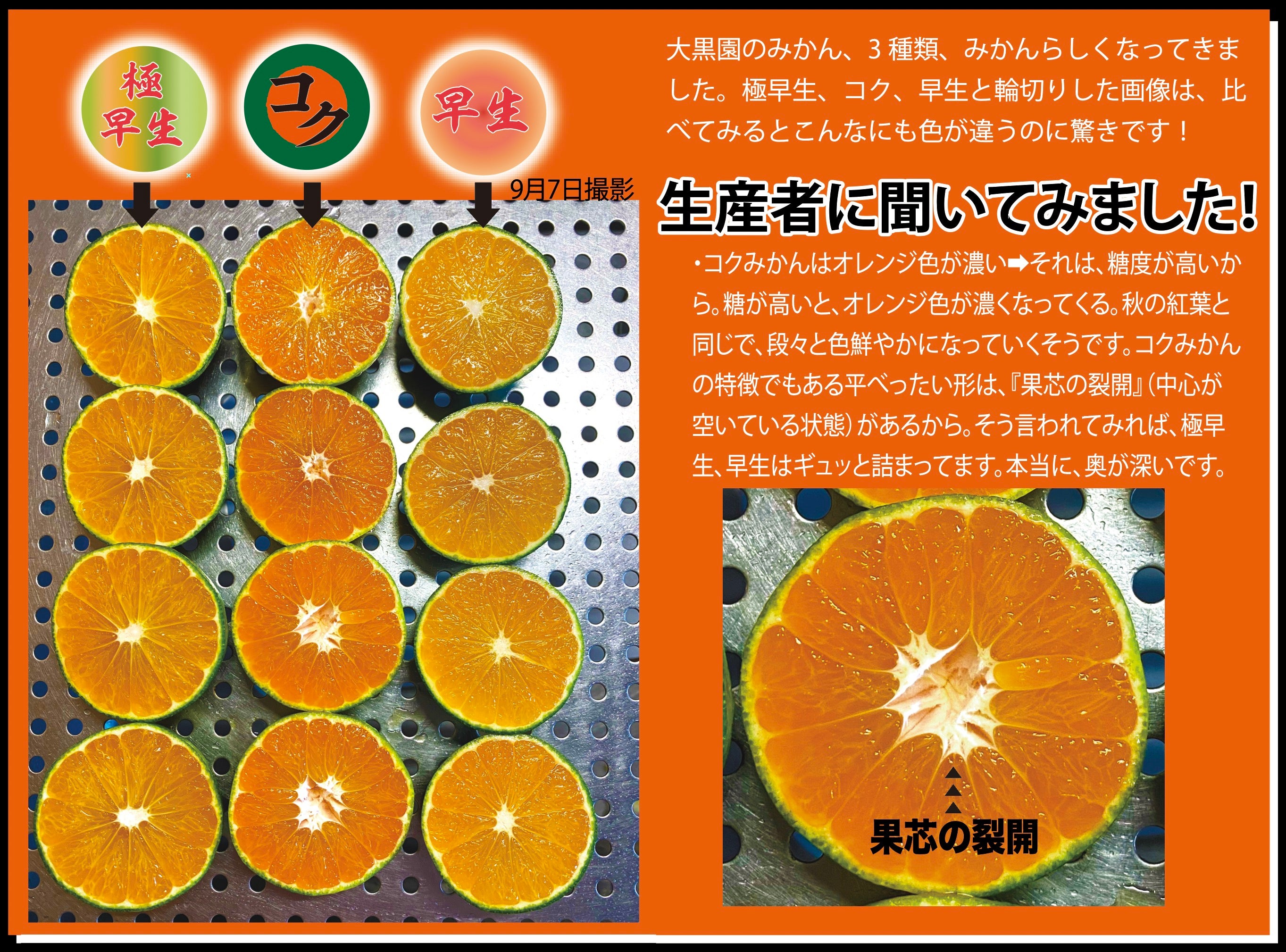 みかんにも違いがあるから面白い！60年目のみかん農家がお届けする
