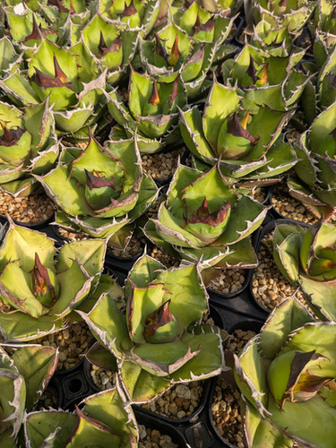 Agave titanota 