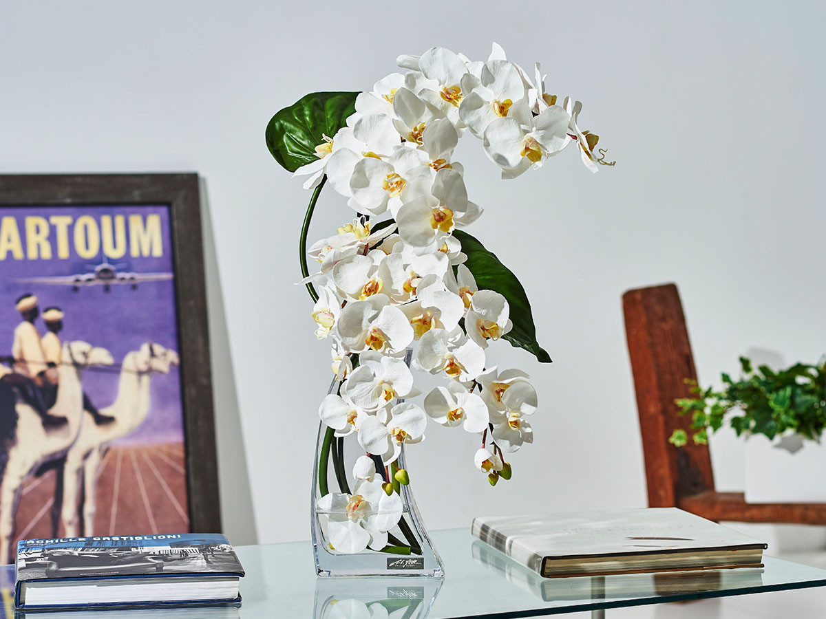 EMILIO ROBBA PHALAENOPSIS / エミリオロバ ファレノプシス #101682