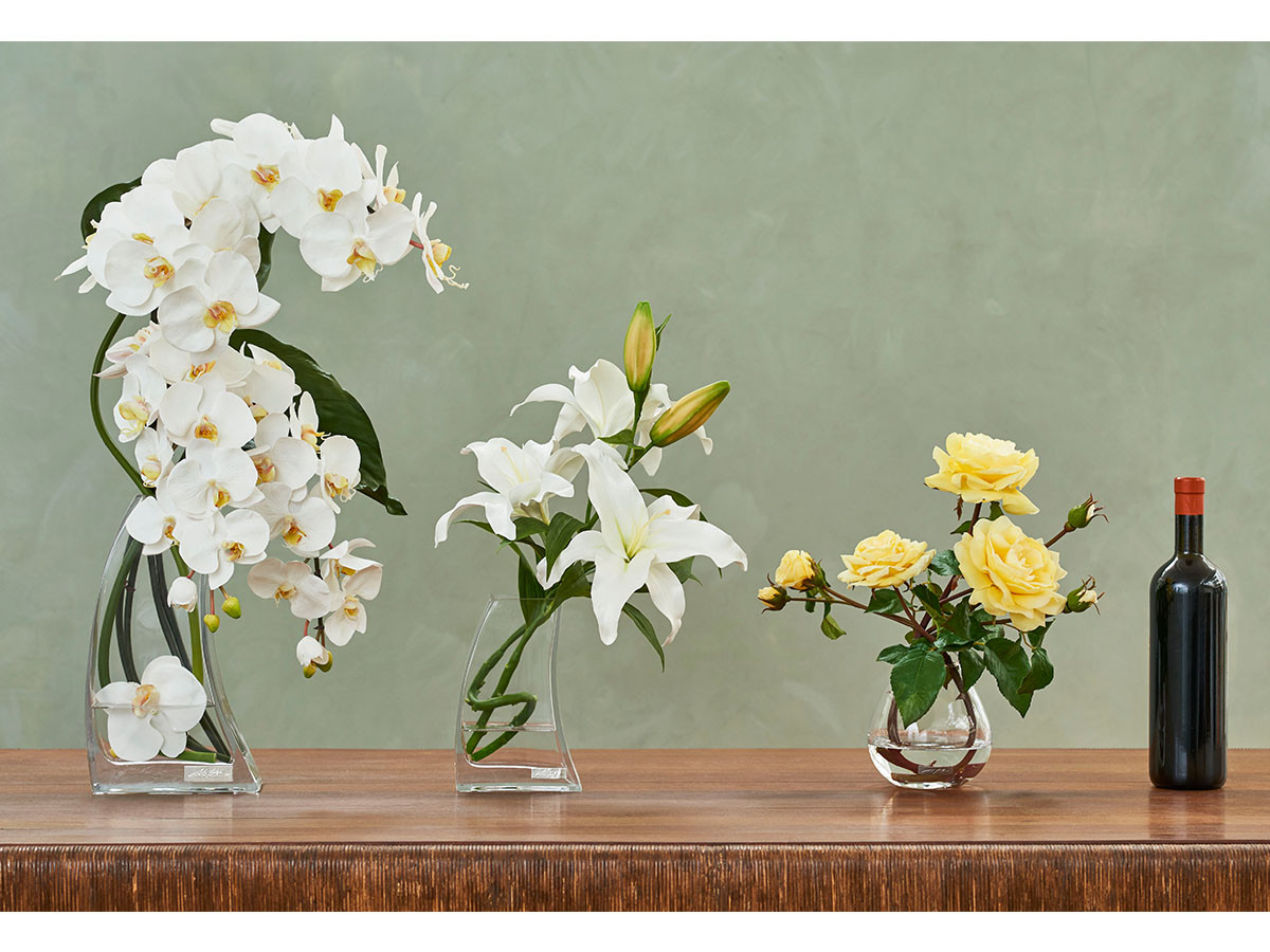 EMILIO ROBBA PHALAENOPSIS / エミリオロバ ファレノプシス #101682