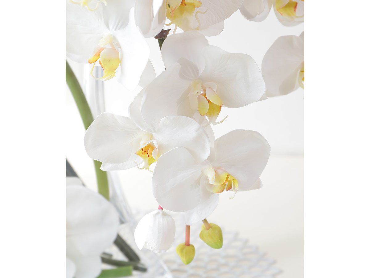 EMILIO ROBBA PHALAENOPSIS / エミリオロバ ファレノプシス #101682