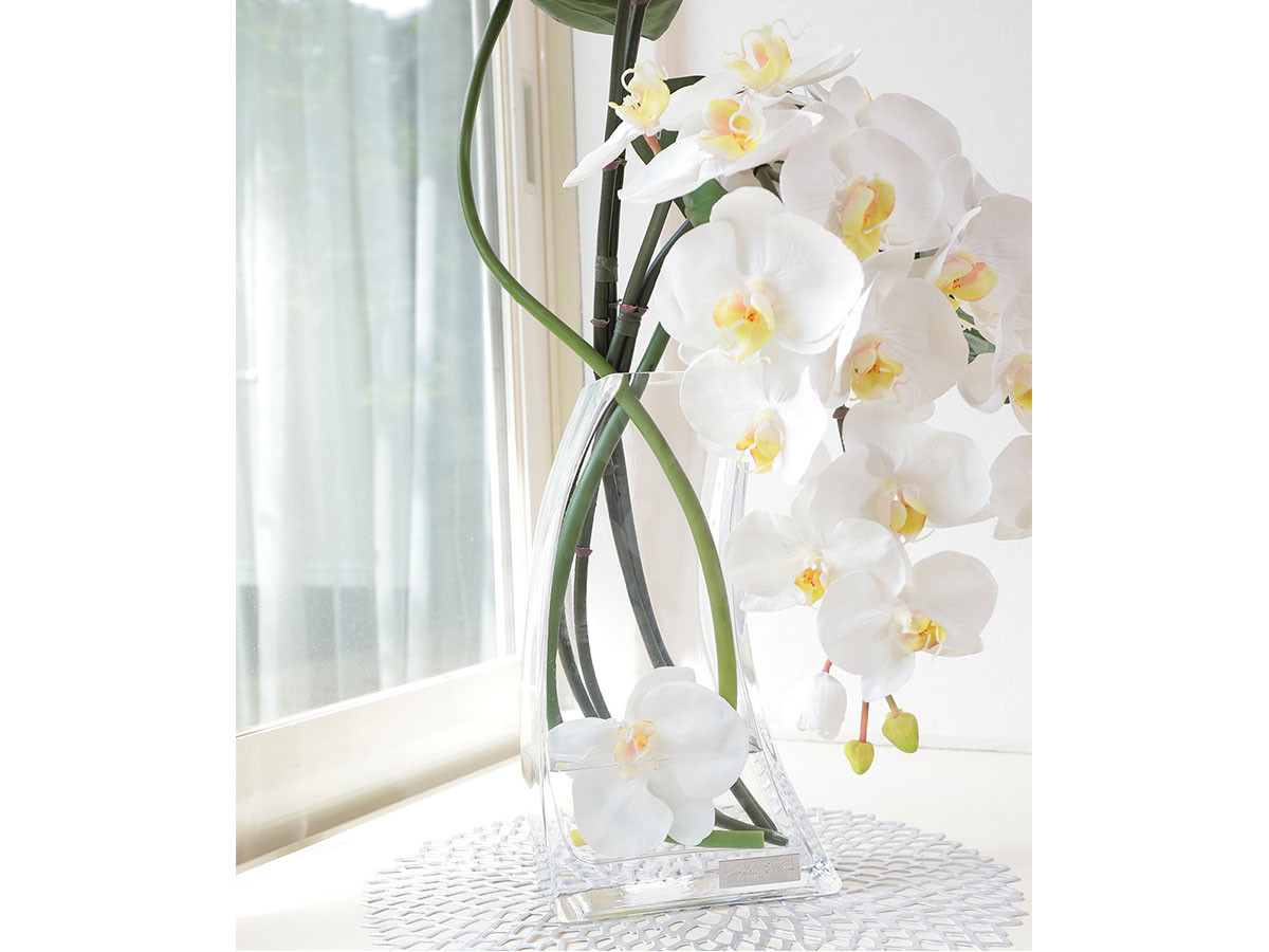 EMILIO ROBBA PHALAENOPSIS / エミリオロバ ファレノプシス #101682