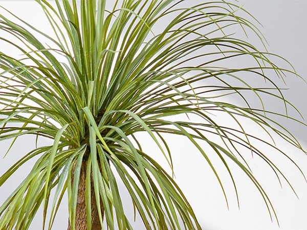 EMILIO ROBBA YUCCA / エミリオロバ ユッカ - インテリア・家具通販