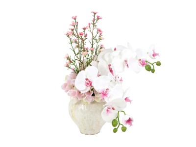 EMILIO ROBBA PHALAENOPSIS / エミリオロバ ファレノプシス 2L リップ