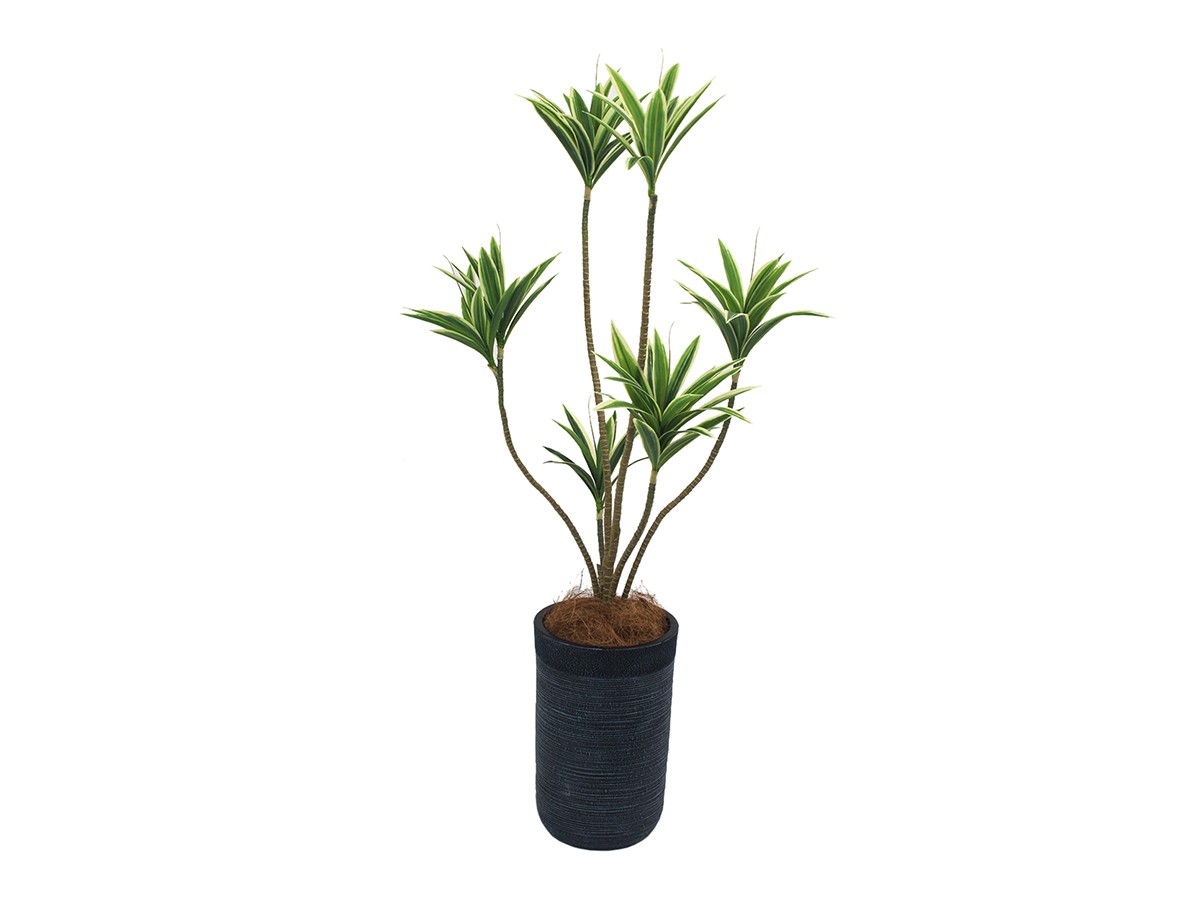 EMILIO ROBBA DRACAENA / エミリオロバ ドラセナ - インテリア・家具