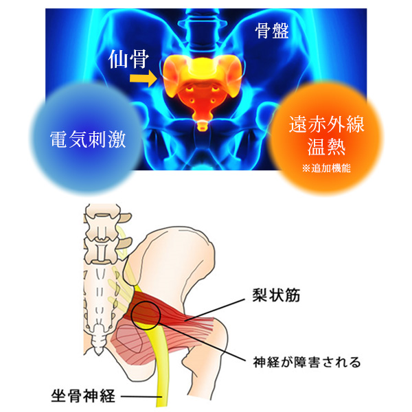 BONE Activeの開発秘話とエビデンス｜株式会社Star'Q