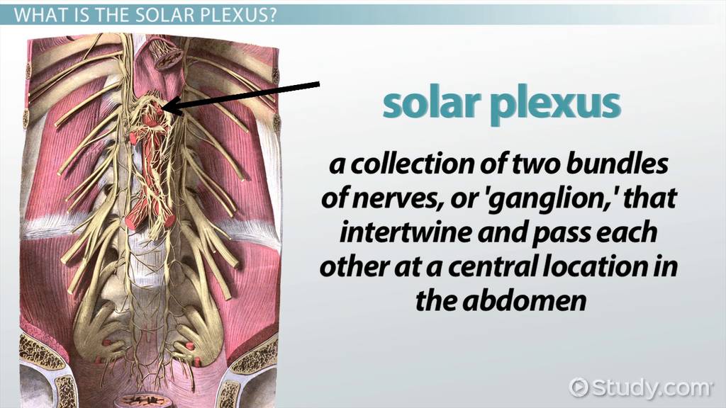 Solar Plexus Anatomy, Location & Function - Video | Study.com