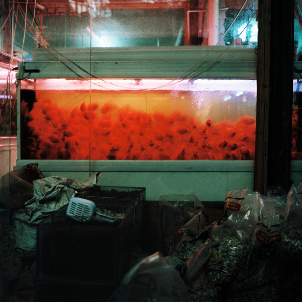 XIAOXIAO XU - THE WAY TO THE GOLDEN MOUNTAIN | STURM & DRANG